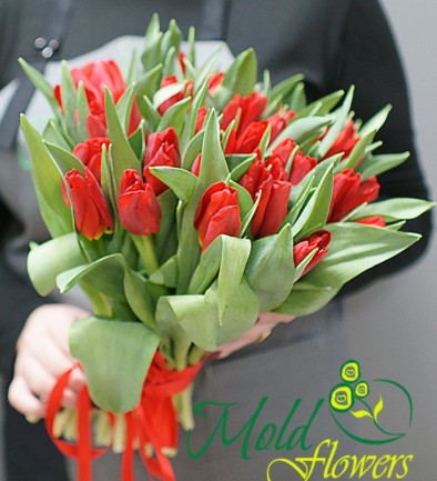 Тюльпан красный голландский (ПОД ЗАКАЗ, 10 дней) Фото 394x433
